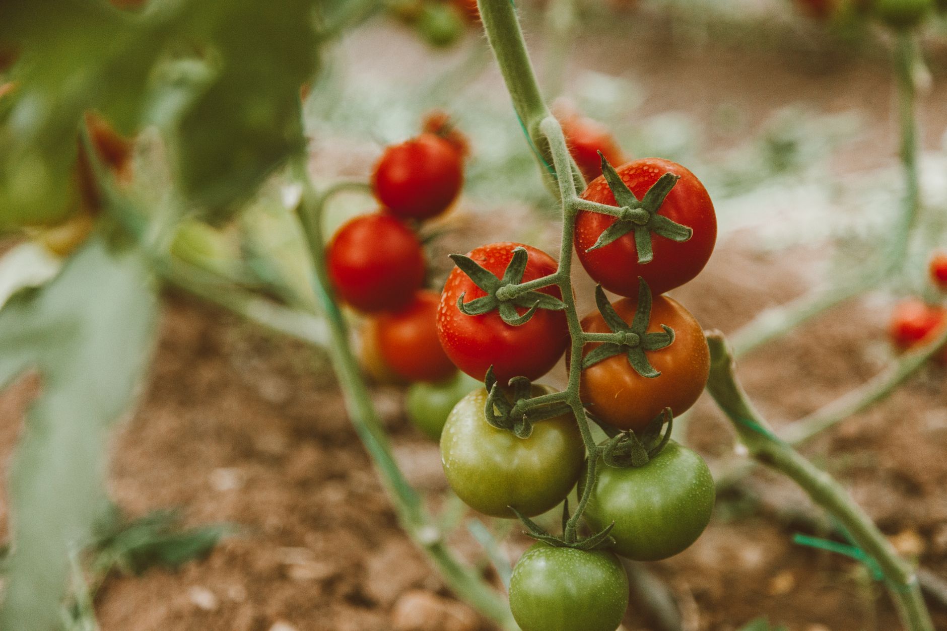 Vous pensez arroser suffisamment vos tomates ? Voici la vérité qui pourrait tout changer !